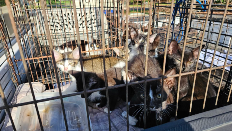 Logan County woman sentenced after 30 cats abandoned in May