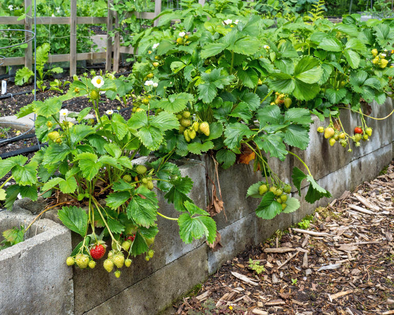 16 Unique Raised Garden Bed Ideas For Every Landscaping Need