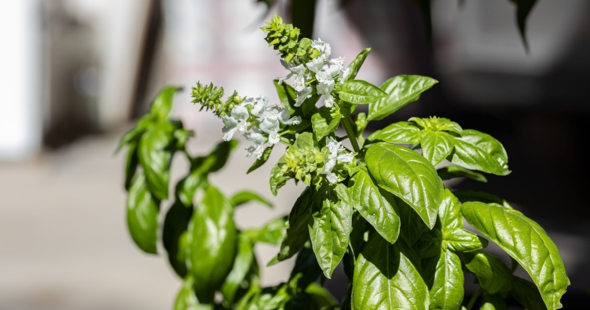 Can You Still Eat Flowering Basil?