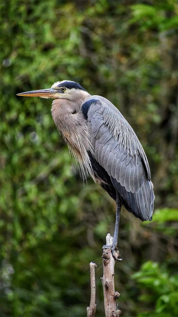 10 everyday birds that brighten urban India