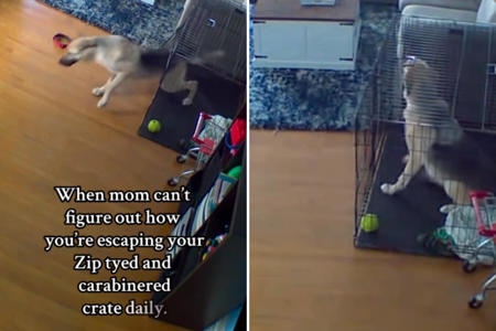 Woman Hides Camera to Find Out How Dog Is Escaping Locked Crate Every Day<br><br>