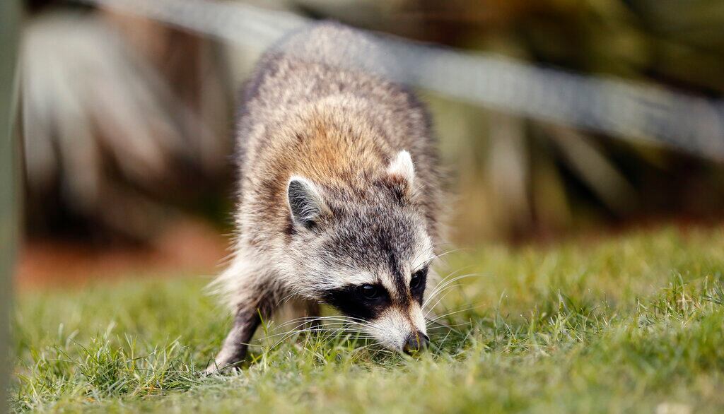 Rutland Raccoon Tests Positive For Rabies