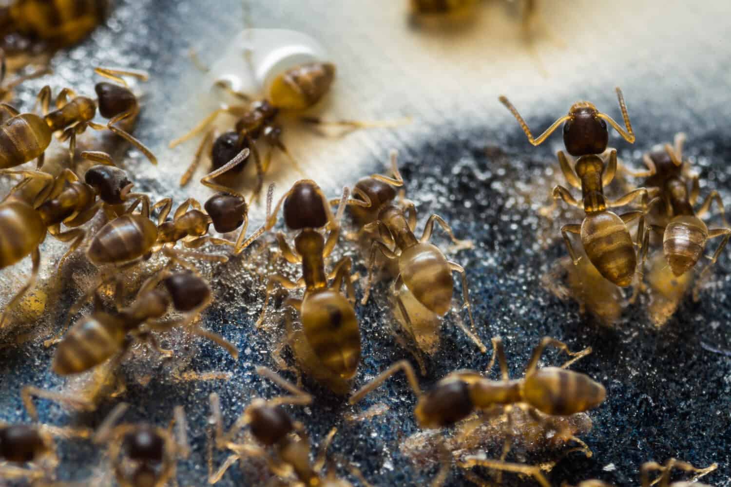 Ant Infestations Learn How to Rid Your Home of These Pests