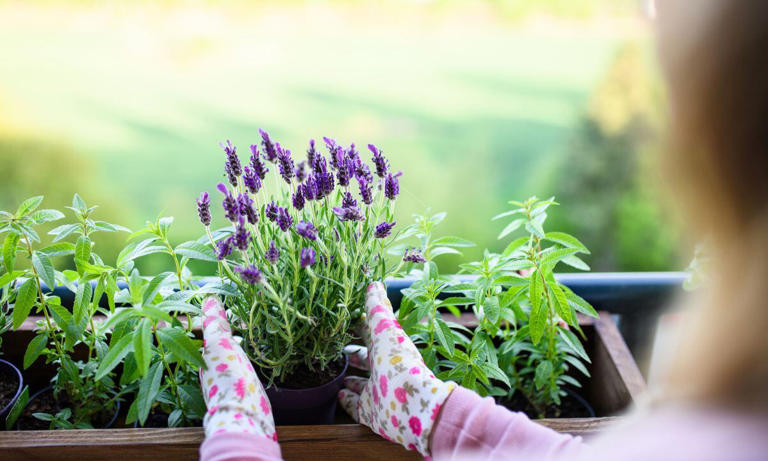 La lavanda es uno de los aromatizantes naturales.