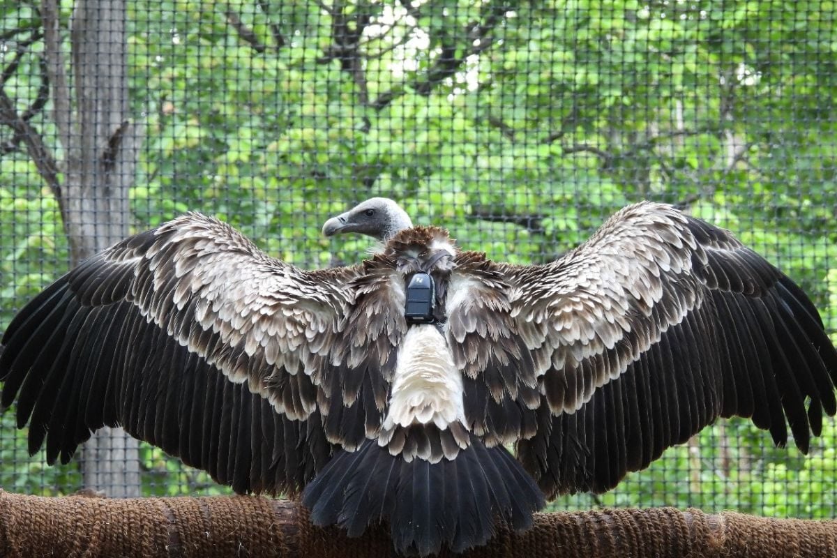 In A First For Maharashtra, 20 Captive-Bred, Critically Endangered ...