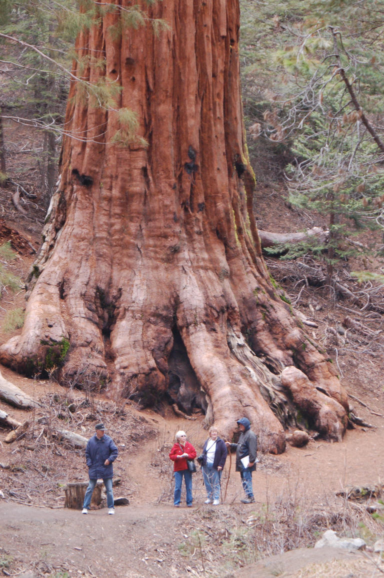 People stand by the Mariposa Grove of giant sequoias at Yosemite National Park in California.