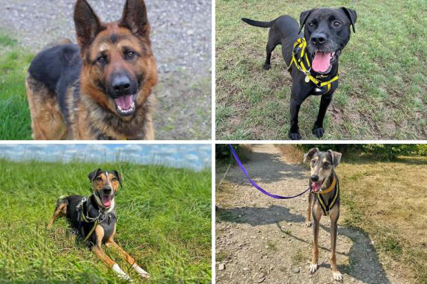 Meet the adorable pups of the week at Basildon's Dogs Trust in need of ...