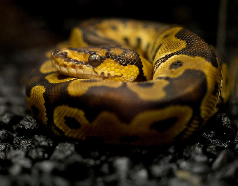 Warmer temperatures, cold-tolerant adaptations means Burmese pythons ...