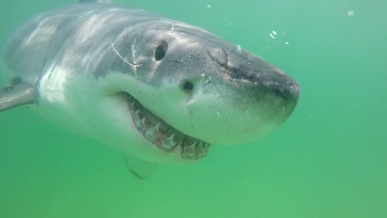 Sharks in MS: Fifteen biggest caught in Mississippi and some are giants