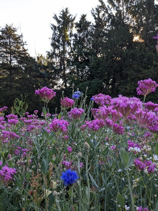 Homeowner Met With Warnings After Sharing Photo Of Wildflower Garden ...