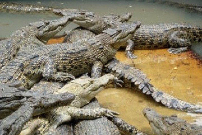 Bocah Mandi Di Sungai Diterkam Buaya, Jadad Yang Sempat Hilang Akhirnya ...