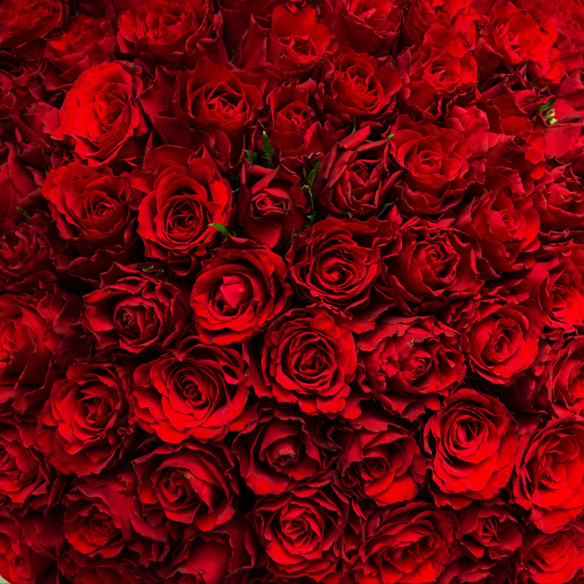 The history and health benefits behind rose water