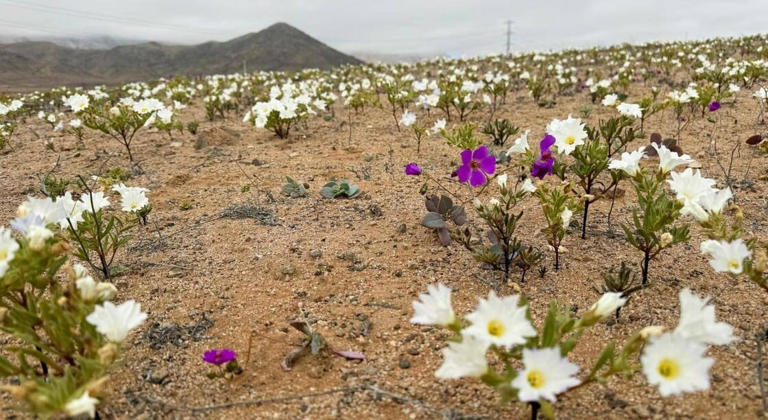 Σπάνιο φαινόμενο στη Χιλή: Η πιο ξερή έρημος στον πλανήτη γέμισε λευκά και μωβ  λουλούδια