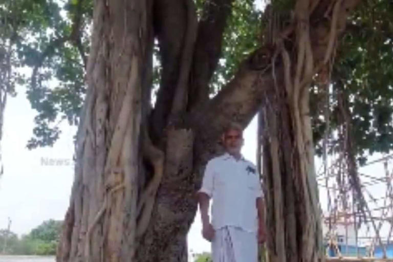 Abu Bakar protects the banyan tree by pouring soil and hiding the roots.