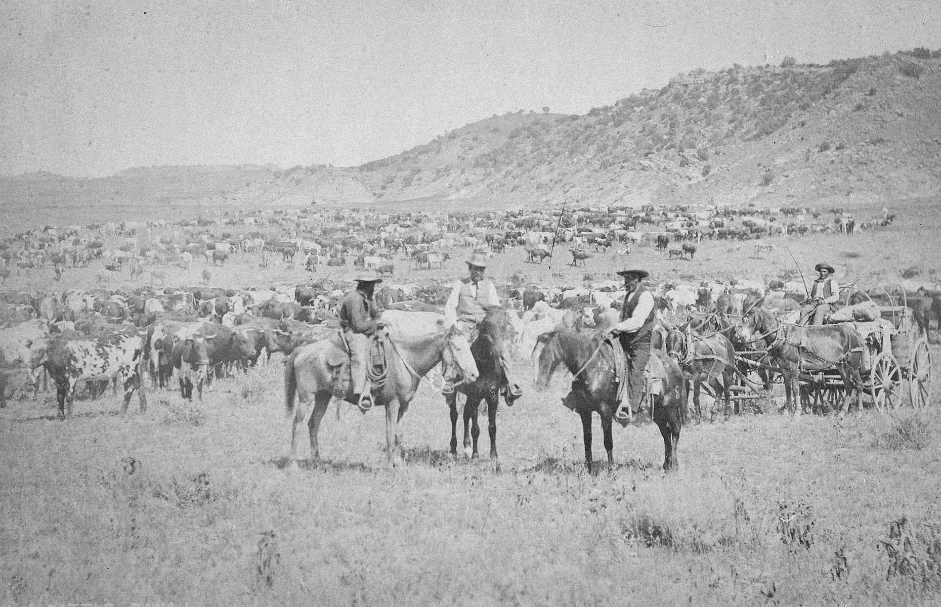1885: Herding cattle on the range in Denver