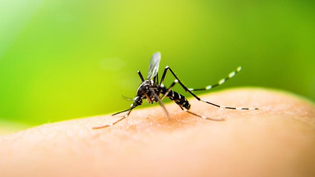 Mosquitoes Test Positive For West Nile Virus In Dakota, Anoka Counties