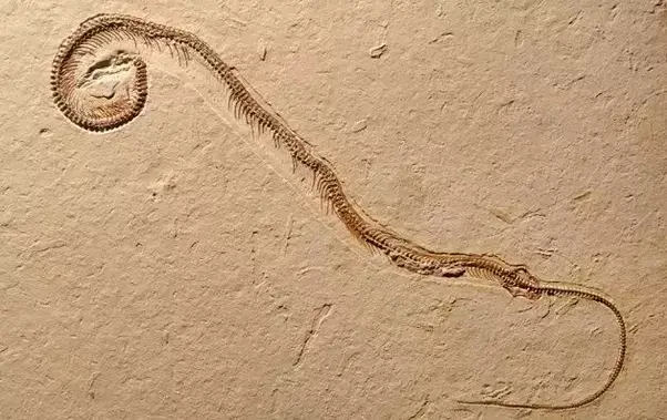 In Pics: Did Snakes Once Have Legs? Fossil Discovery Suggests….