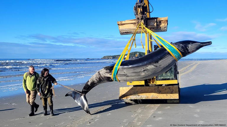 New Zealand: 'World's rarest whale' washes ashore