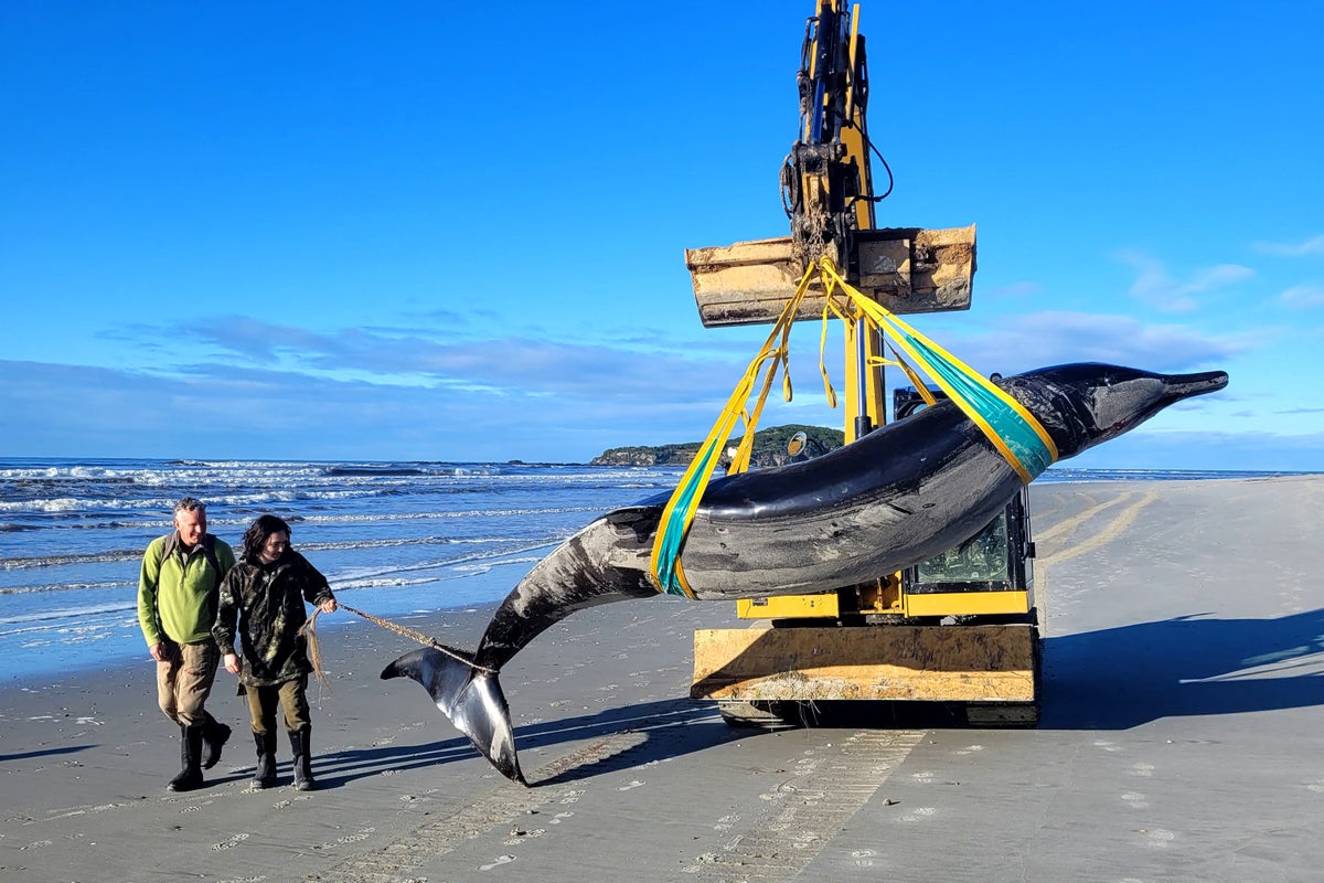 Rare Whale Species Never Seen Alive Washes Up On New Zealand Beach