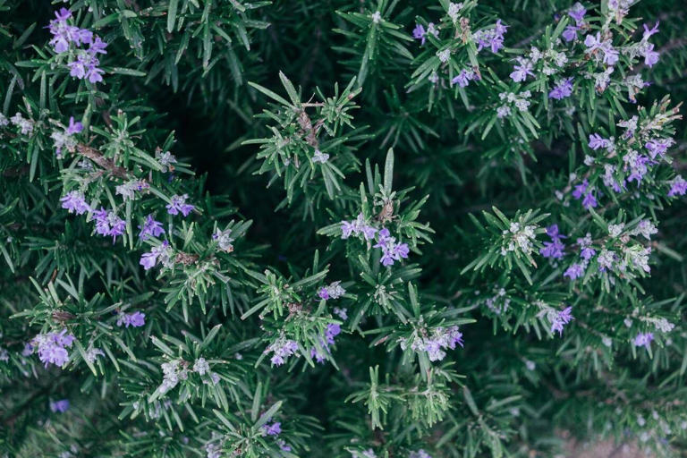 Lo que significa cuando florece un romero. (Unsplash)