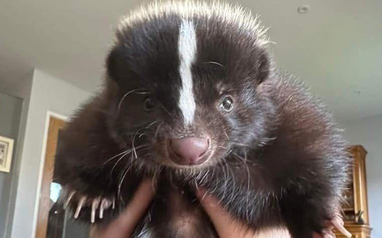 Not a whiff of a clue as pet skunk goes missing