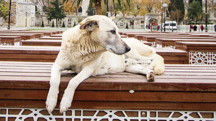 Sokak Hayvanları Tasarısı Komisyonda