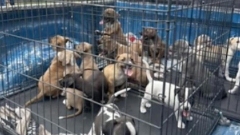 Il trouve 16 chiots devant une station-service : les sauveteurs tentent l'impossible pour les aider (vidéo)