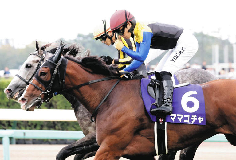 【競馬】ママコチャ、９月のセントウルSで始動へ 高松宮記念８ 着から休養中