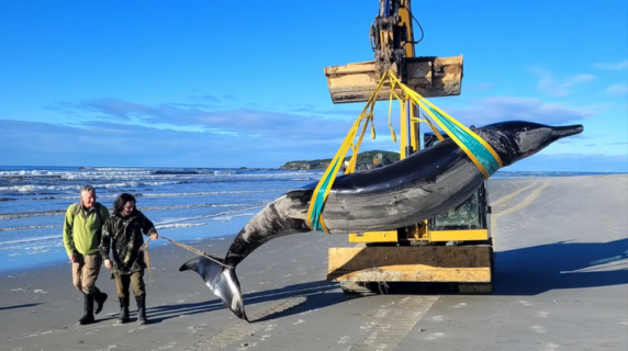 I resti della balena più rara del mondo ritrovati sulla riva in Nuova Zelanda
