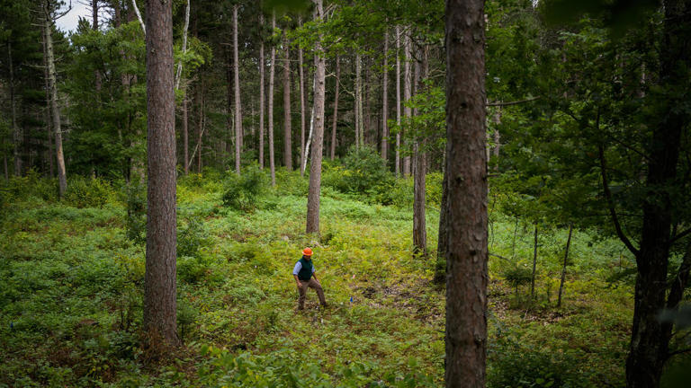 Minnesota tribe holding celebration for the return of nearly 12,000 ...