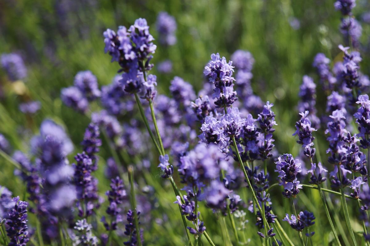 40 Deer-Resistant Plants That'll Keep Bambi Away for Good