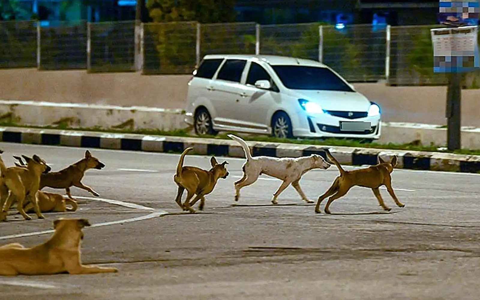 Don't catch or kill stray dogs, vet dept warns after Kedah rabies case