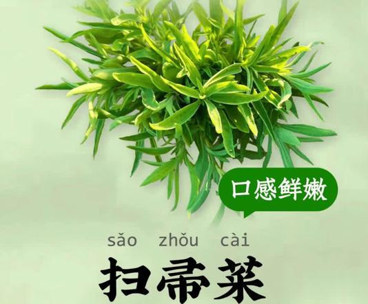 这植物茎可为扫帚，俗称“扫帚草”，嫩苗可食用，种子是药材，很珍贵！