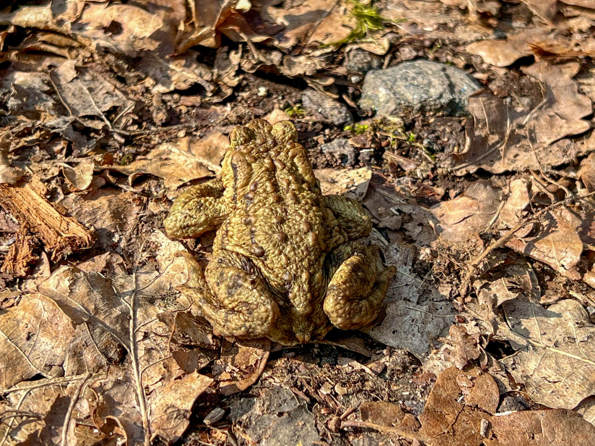 Mythe: van kikkers en padden krijg je wratten