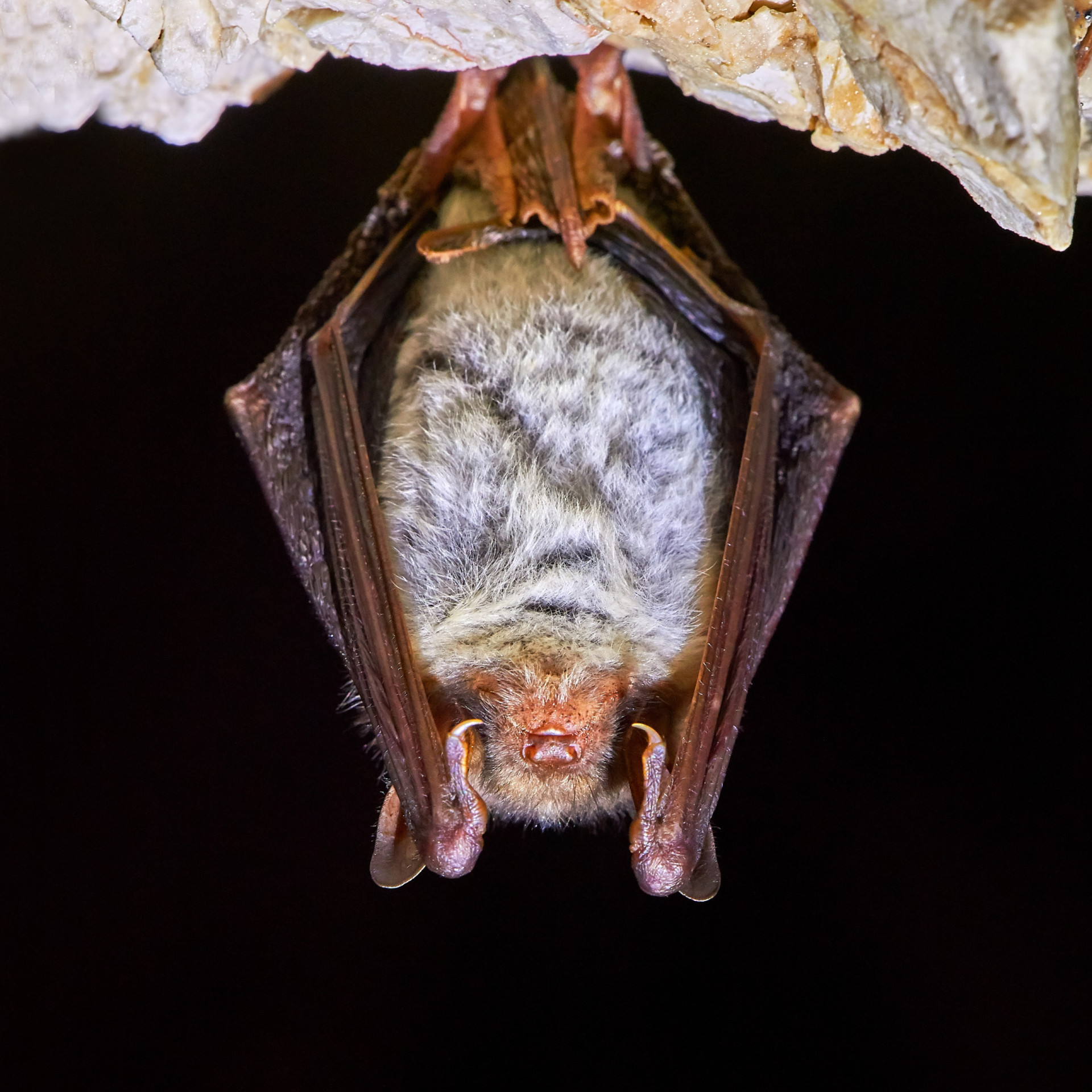 Mythe: vleermuizen zijn blind
