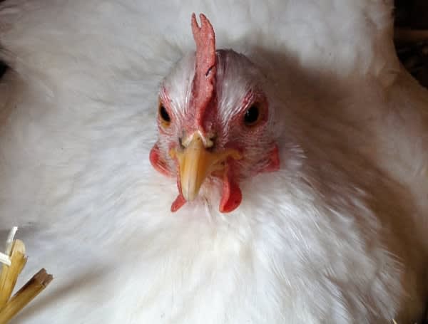 Three New Human Cases Of H5 Bird Flu Confirmed In Colorado Poultry ...