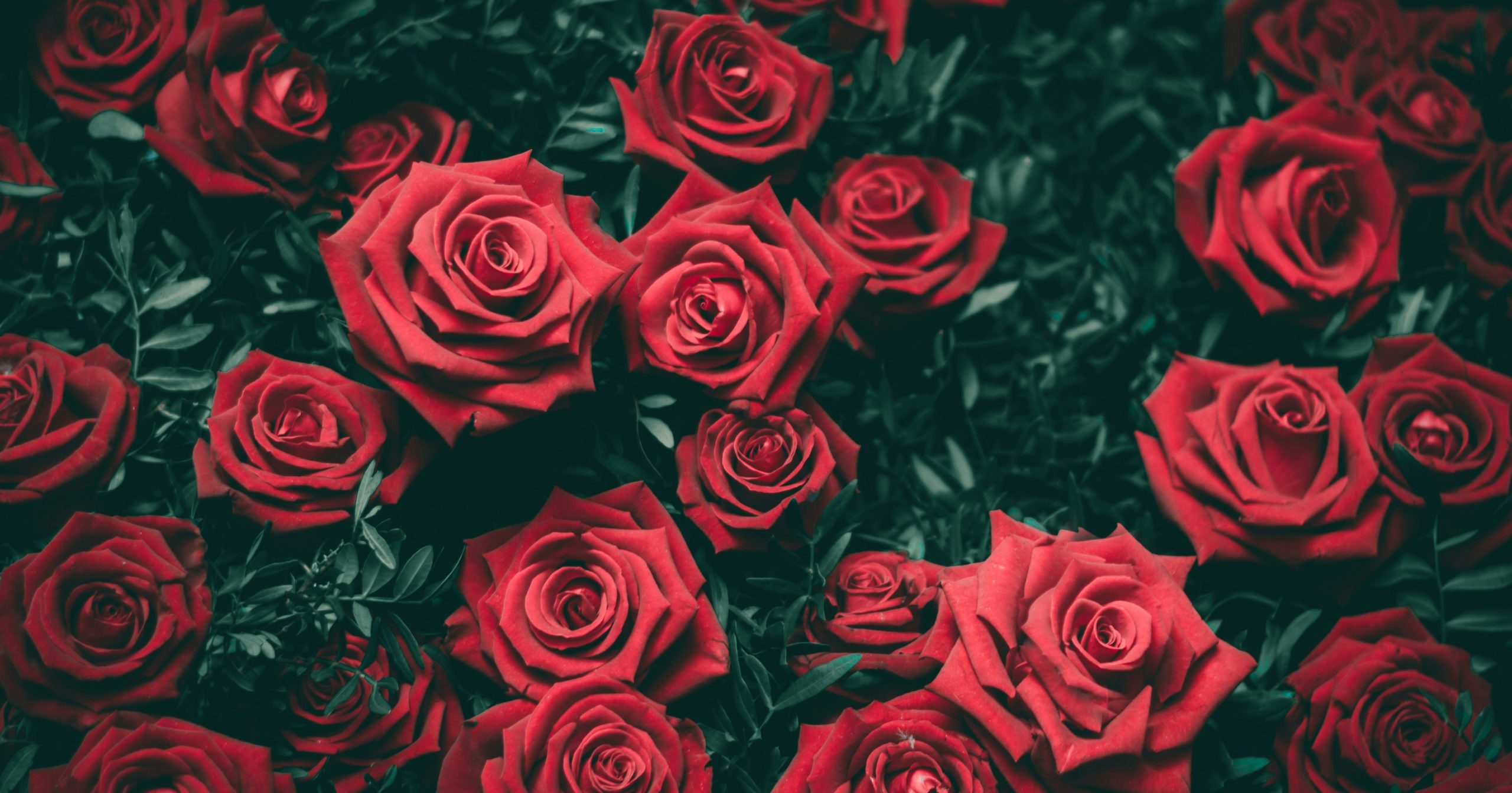 12 Reasons Why Pruning Your Rose Bushes Can Lead To Bigger Blooms