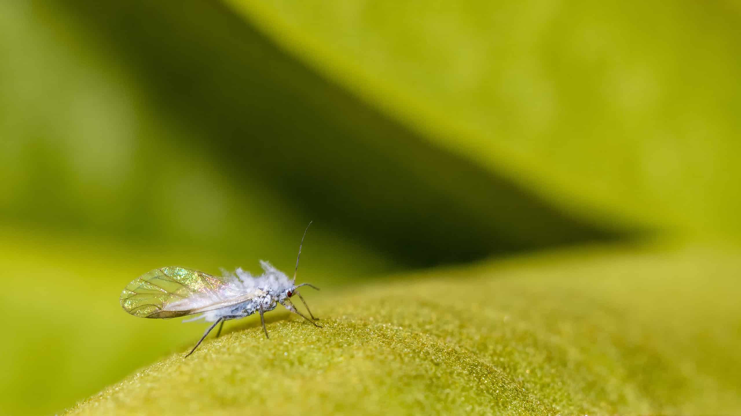 9 Commonly Found Little Bugs That Look Like Lint or Dust