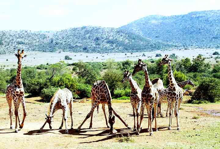 Conheça curiosidades sobre as girafas