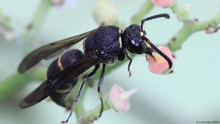 Mosquitoes, flies and wasps: the unsung heroes of pollination