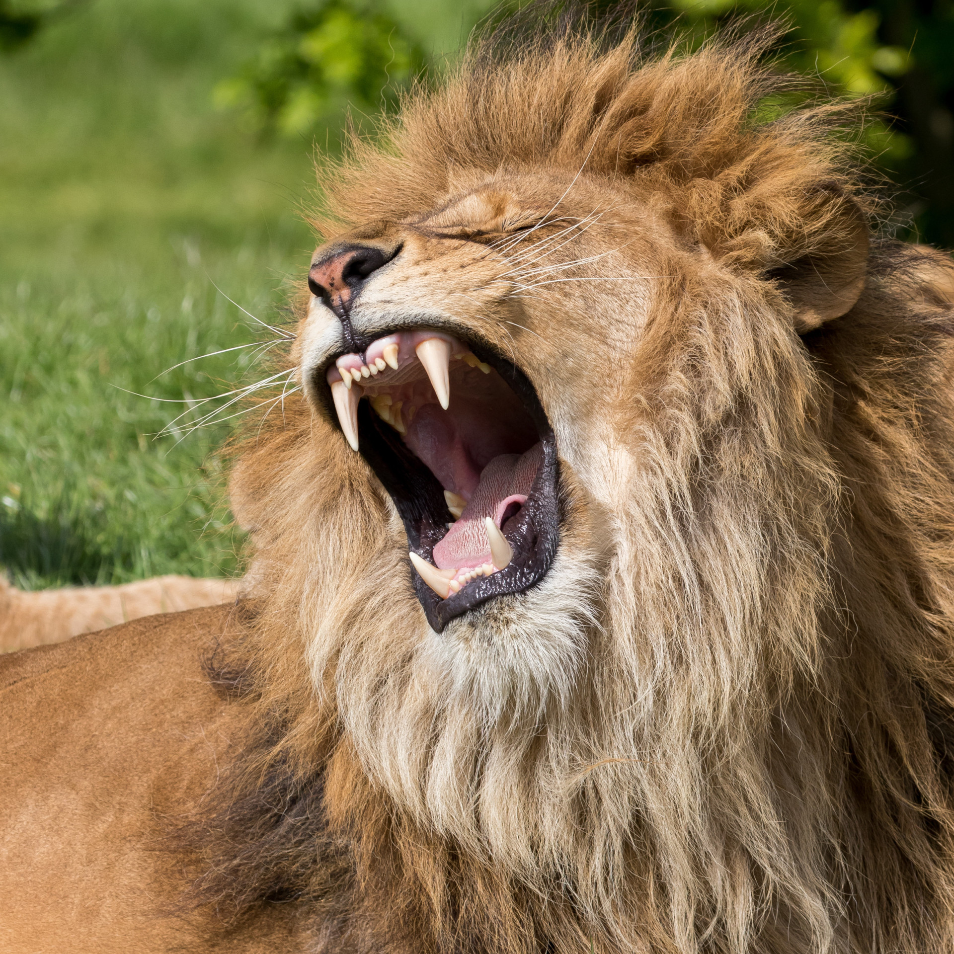 Animals that hate Mondays more than you do