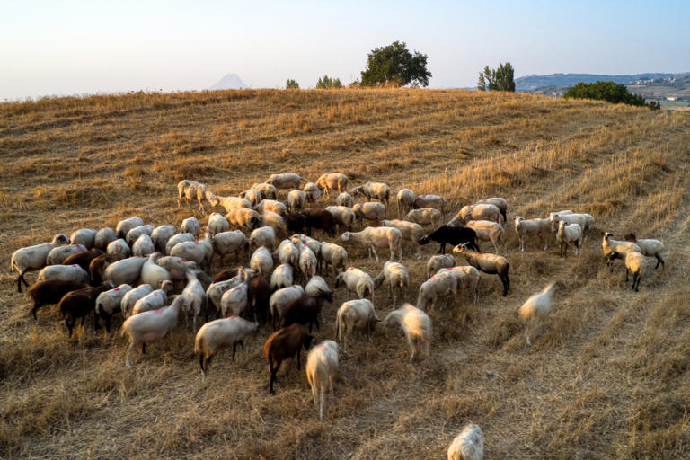 Πανώλη: Αναβαθμίζονται τα μέτρα – Απαγόρευση μετακινήσεων αιγοπροβάτων για αναπαραγωγή, πάχυνση και σφαγή σε όλη τη χώρα