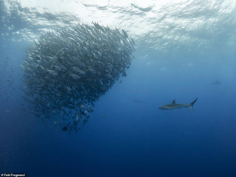 From a 'smiling shark' to spellbinding shipwrecks: Behold the stunning ...