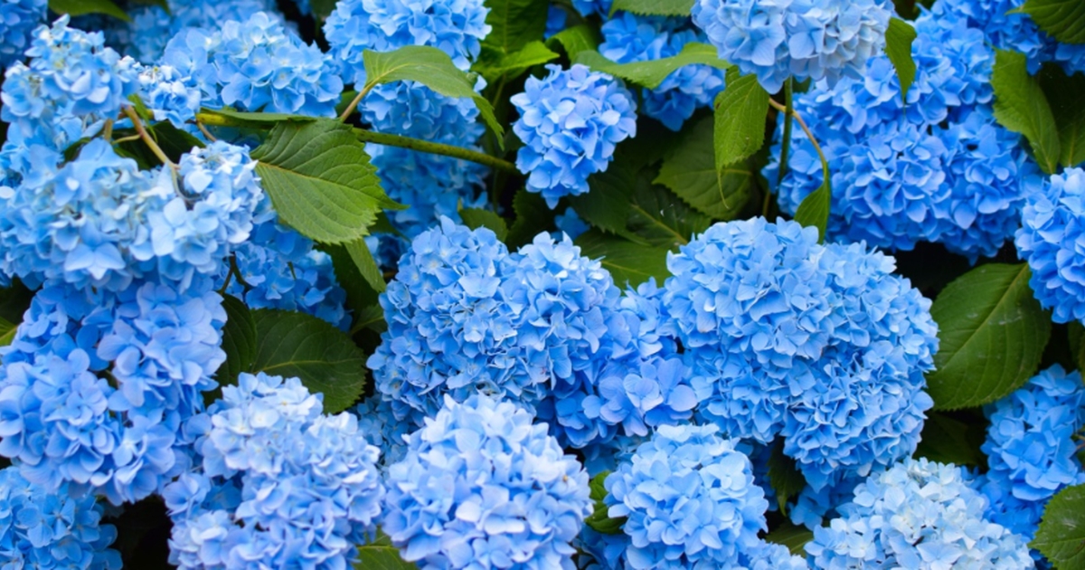 Kartoffel trifft Hortensie: Mit diesem einfachen Trick blühen Ihre ...