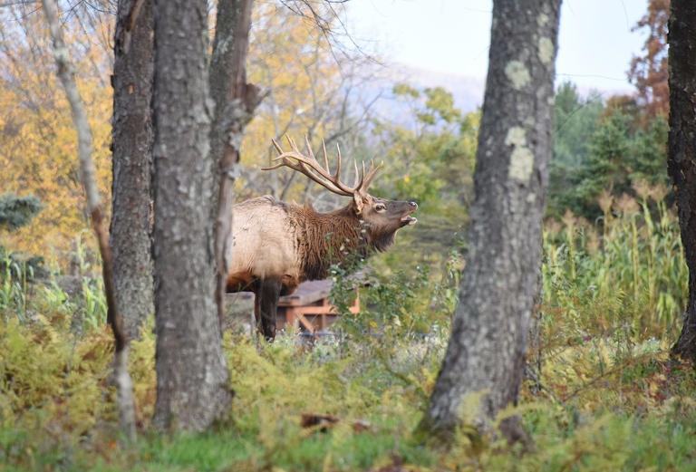 Hunters talk about getting the call for Pa.'s elk lottery; which states ...