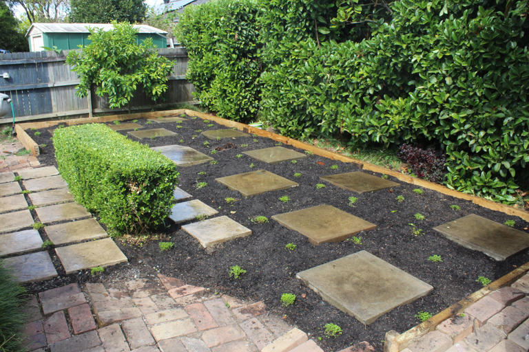 Australian native lawn alternatives