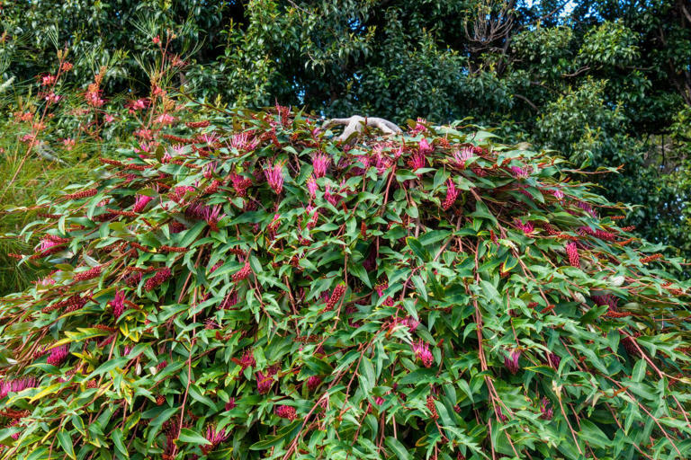 Australian native lawn alternatives