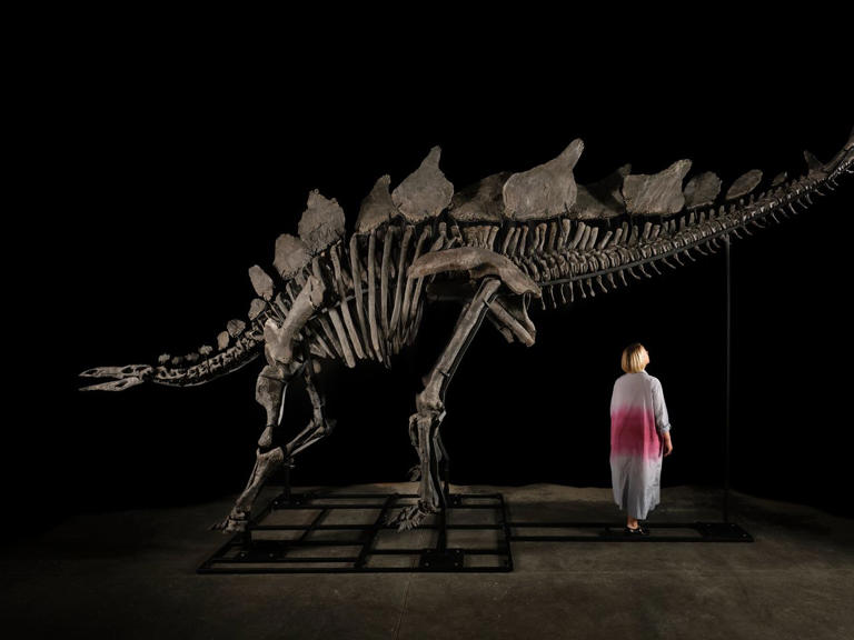 Ken Griffin paid $45 Million for a Stegosaurus