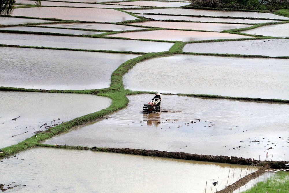 Stok Pupuk Subsidi Langka, Petani Terancam Gagal Panen Di Akhir 2024