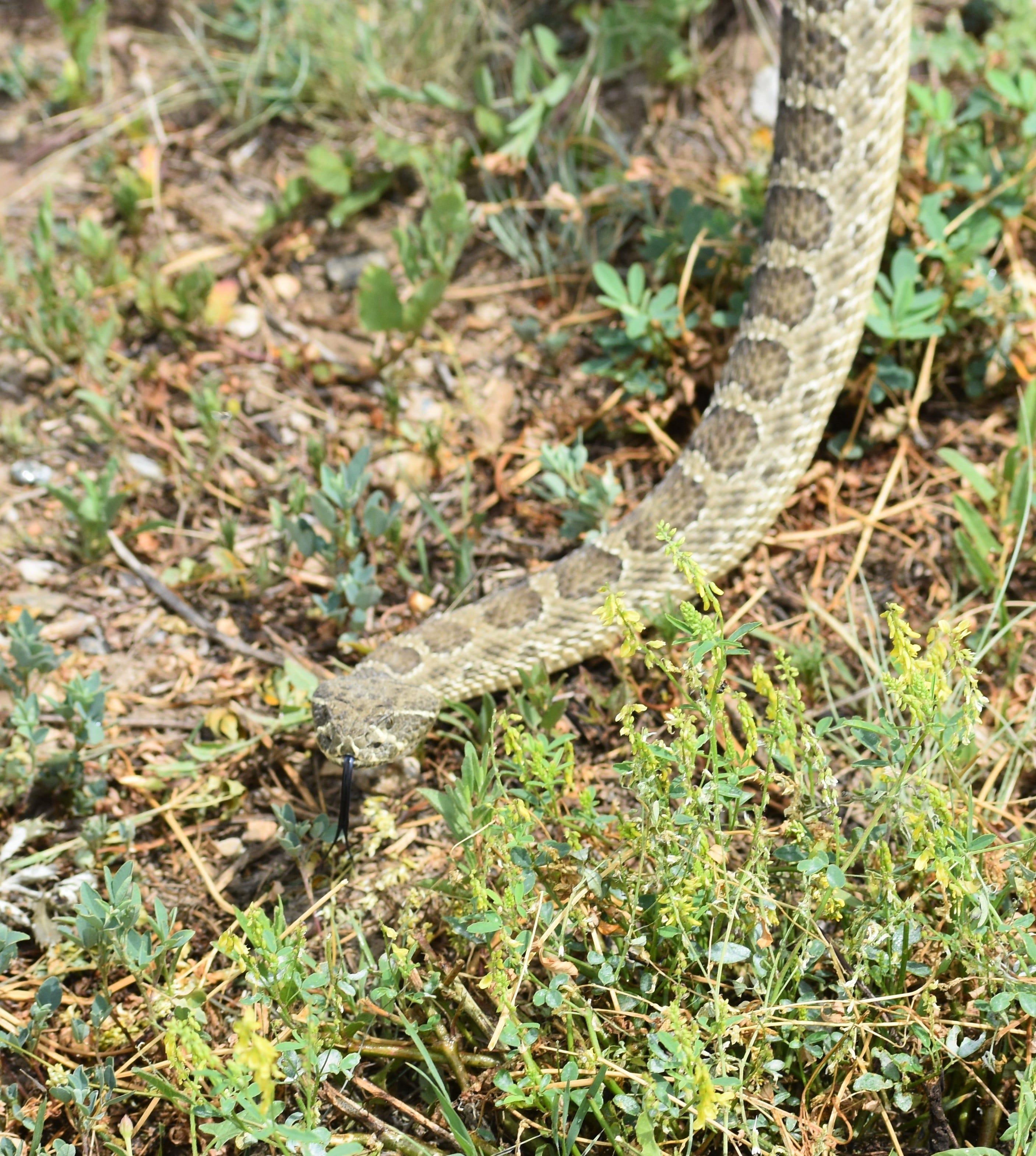 Separating fact from fiction when it comes to rattlesnakes